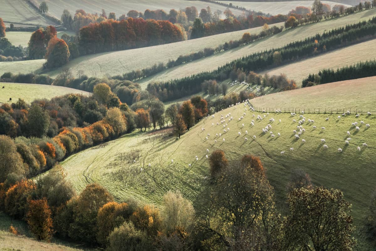 Mist over Cotswold fields and drystone walls at sunrise