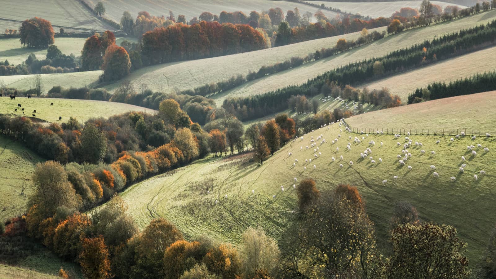 Mist over Cotswold fields and drystone walls at sunrise